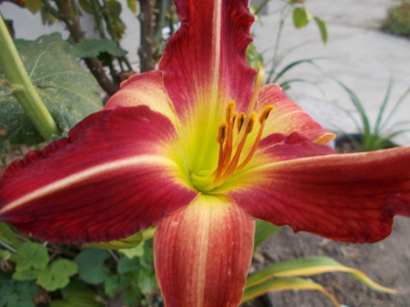  - Hemerocallis 2021