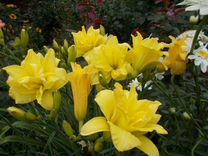  - Hemerocallis 2021