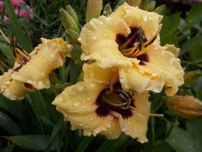  - Hemerocallis 2021