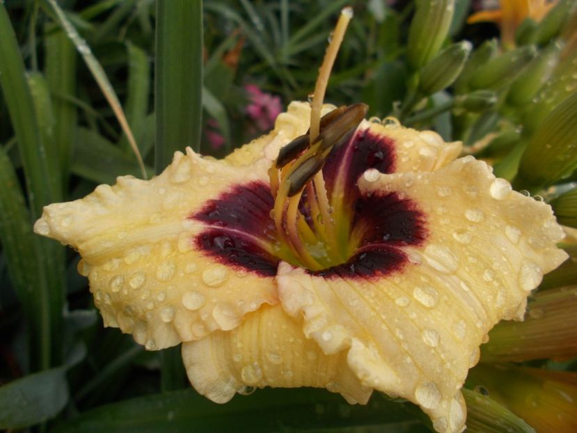  - Hemerocallis 2021
