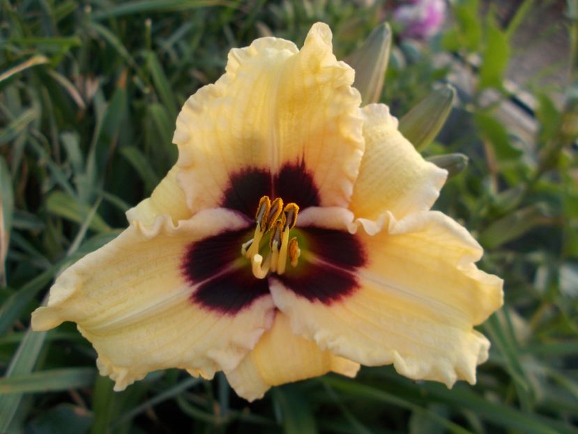 - Hemerocallis 2021