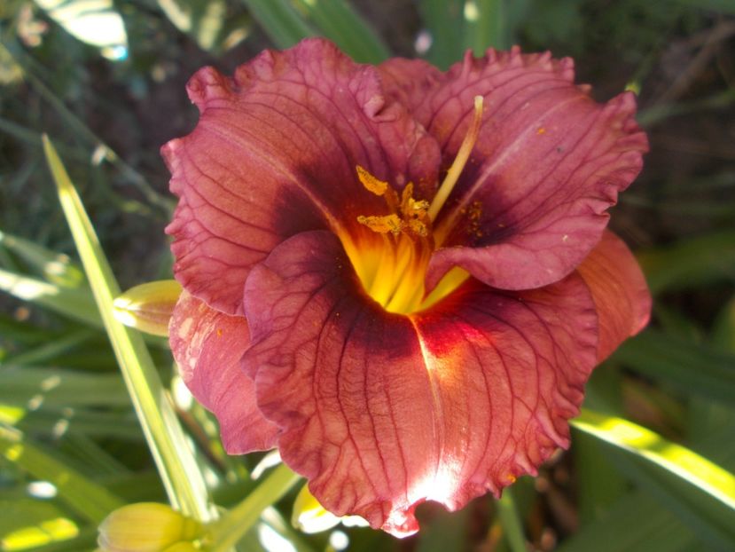 EBONY DOLL - Hemerocallis 2021