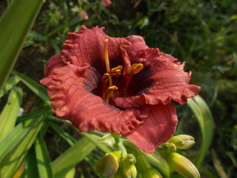  - Hemerocallis 2021