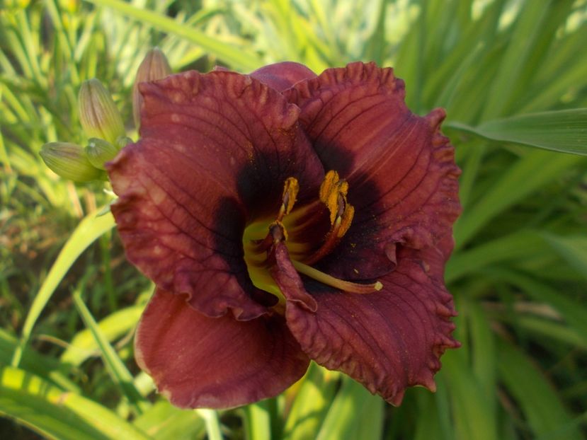  - Hemerocallis 2021
