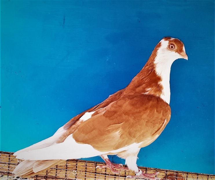 12314  femelă  2021 - Plecați ALBUM 3