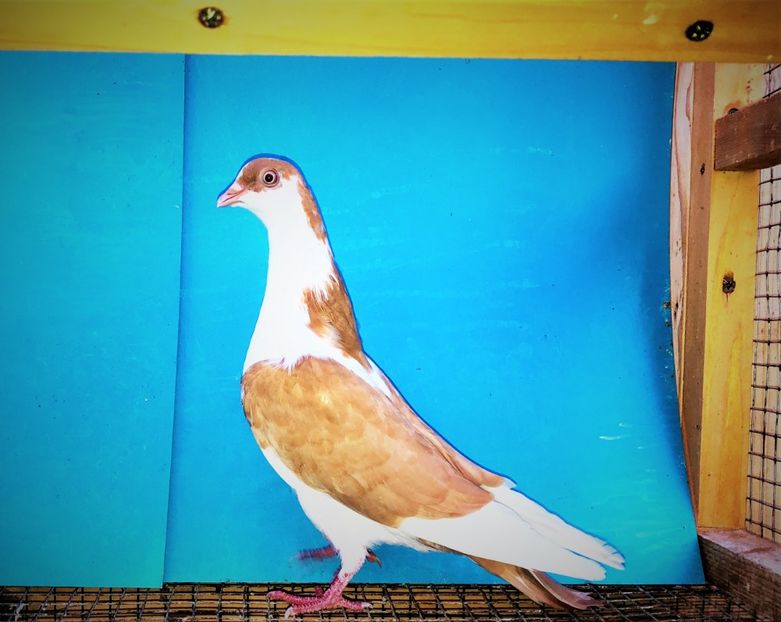 12236  femelă  2021 - Plecați ALBUM 3