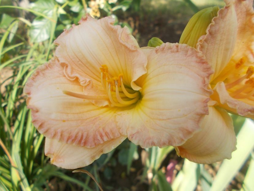 FROSTED VINTAGE RUFFLES - Hemerocallis 2021