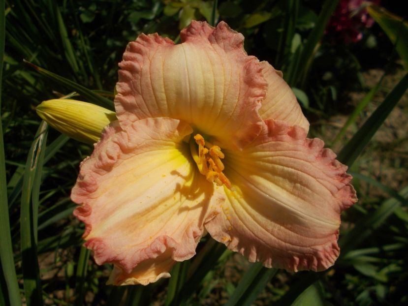  - Hemerocallis 2021