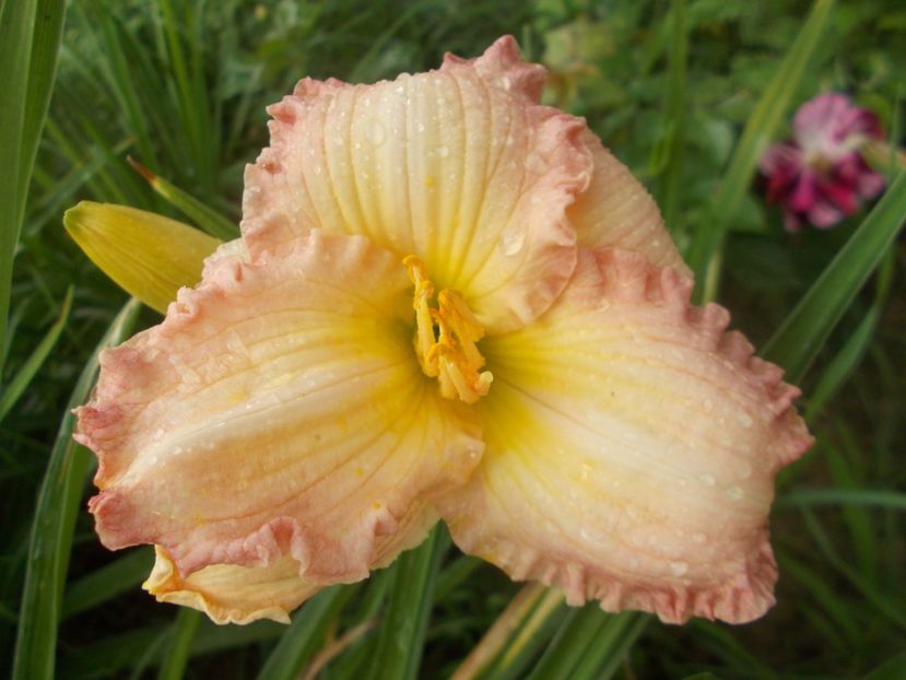  - Hemerocallis 2021