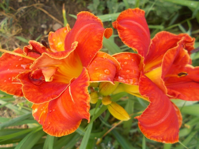 MOSES FIRE - Hemerocallis 2021