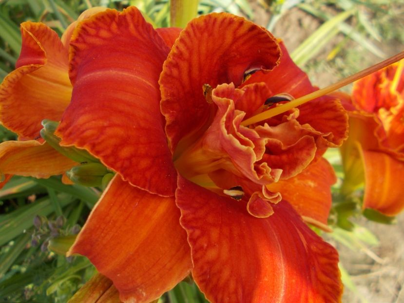  - Hemerocallis 2021