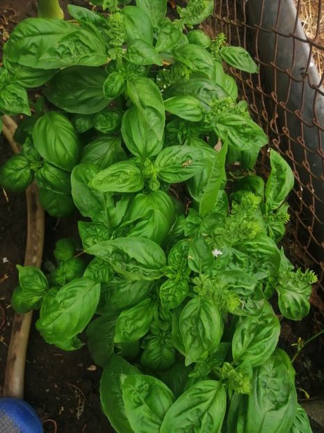  - Gradina cu legume-2017-acasa recolte 2018 - 2023