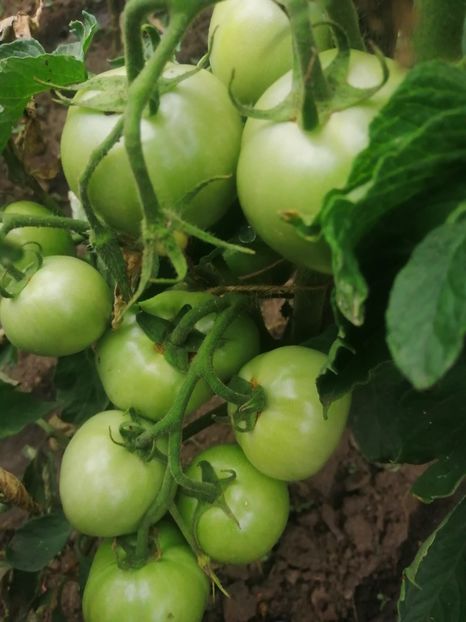  - Gradina cu legume-2017-acasa recolte 2018 - 2023