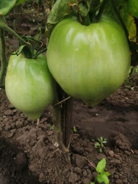  - Gradina cu legume-2017-acasa recolte 2018 - 2023