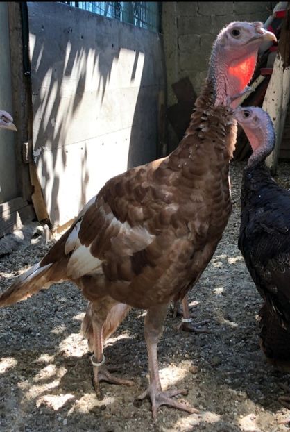 96 zile - Red bourbon 2021