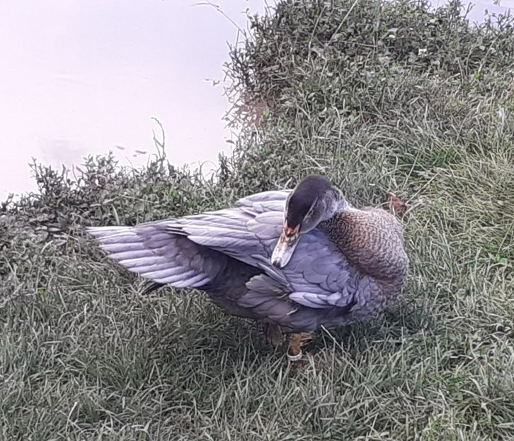 63 zile - Bomboane asortate 2021