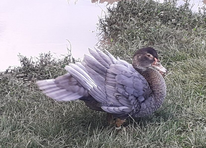 Albastra 63 zile - Bomboane asortate 2021