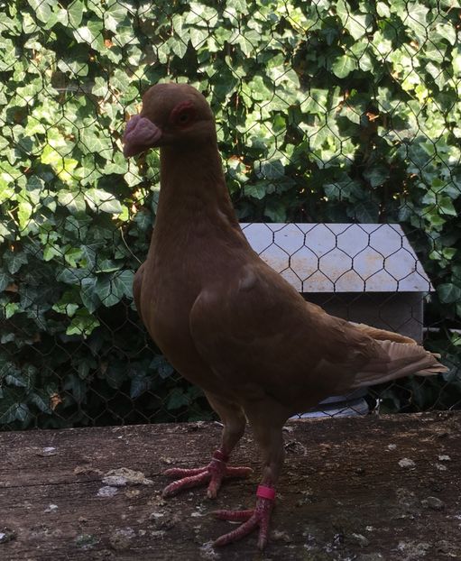  - Pui și tineret