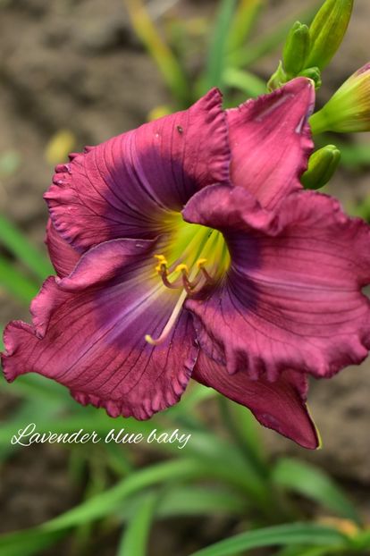 AddText_07-06-02.15.36 - Hemerocallis 2021