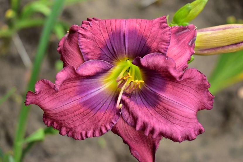  - Hemerocallis 2021