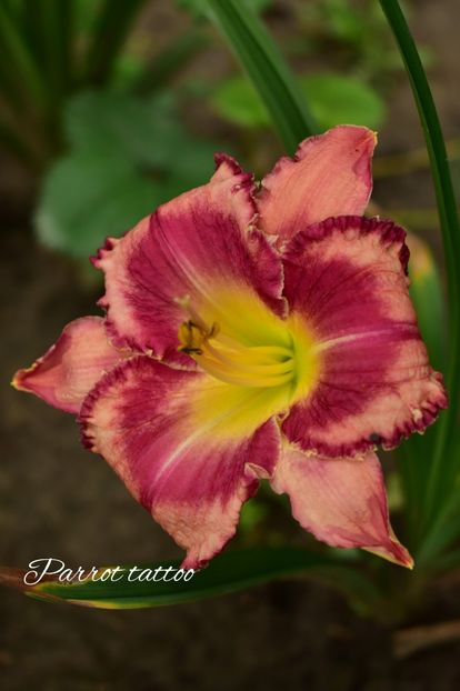 AddText_07-06-02.14.08 - Hemerocallis 2021