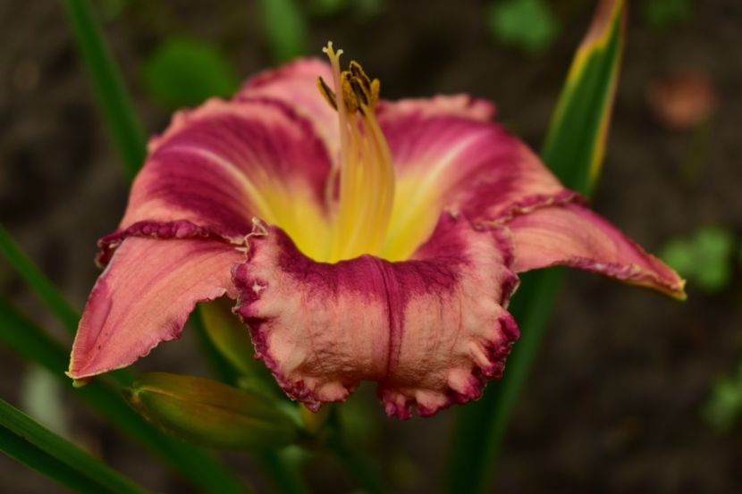  - Hemerocallis 2021