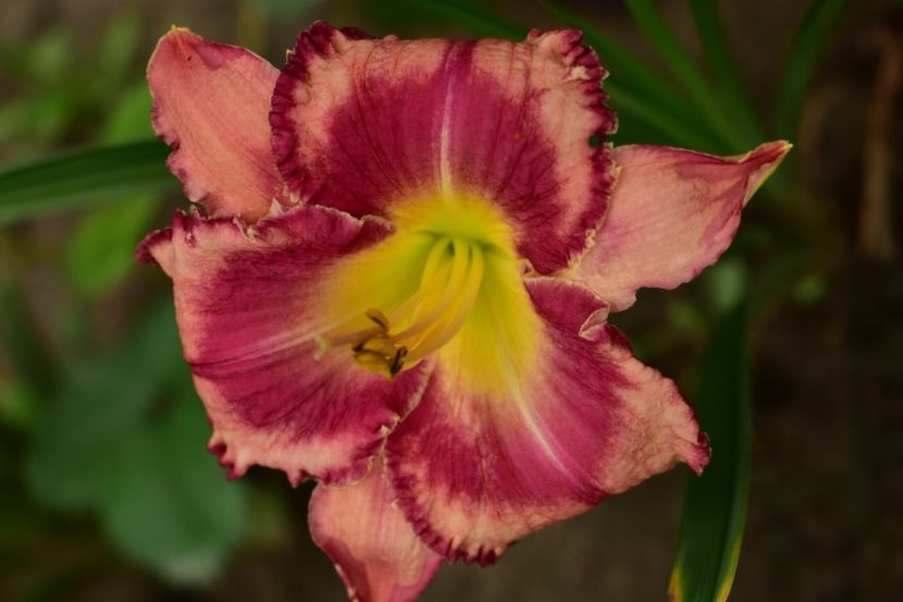  - Hemerocallis 2021