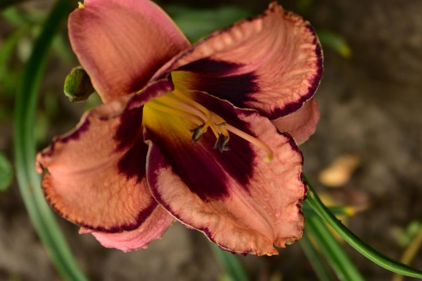  - Hemerocallis 2021