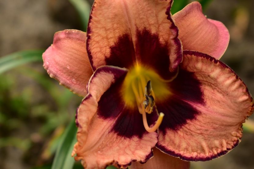  - Hemerocallis 2021