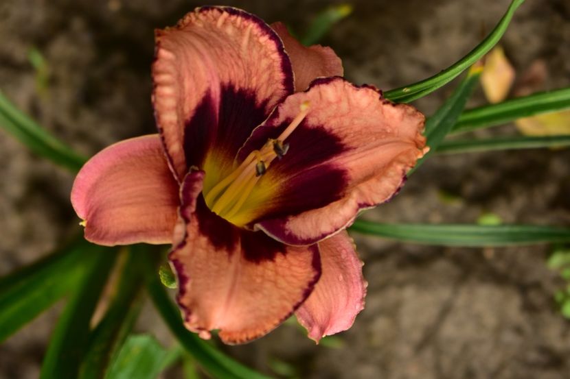  - Hemerocallis 2021
