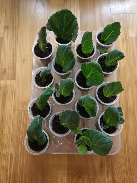 6.07.2021 - -Gloxinia din frunze