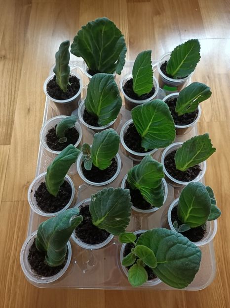 6.07.2021 - -Gloxinia din frunze