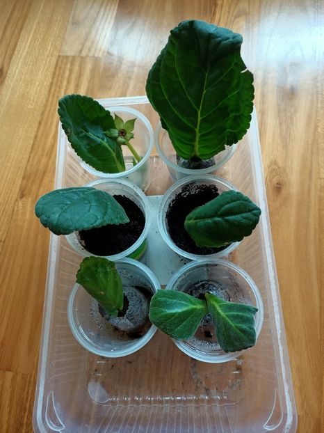 6.07.2021 - -Gloxinia din frunze