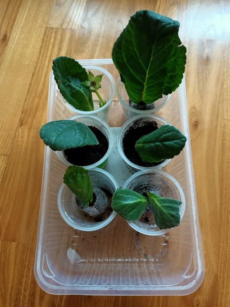 6.07.2021 - Gloxinia la prins în 2021-2022-2024