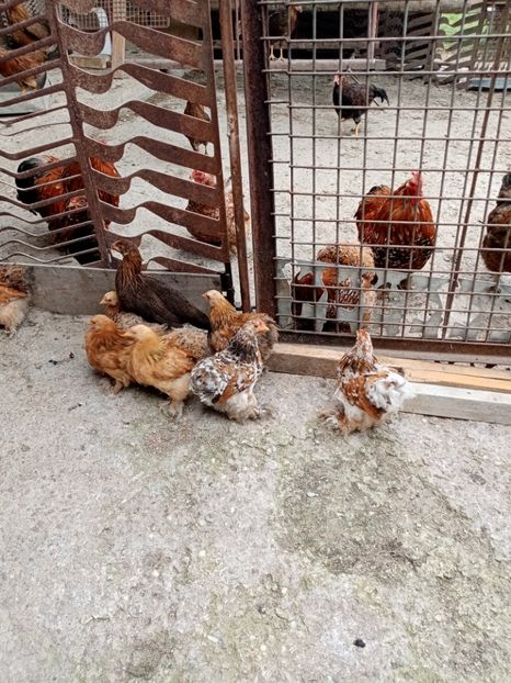  - 09 DE VÂNZARE 2021