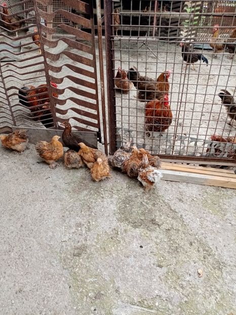  - 09 DE VÂNZARE 2021