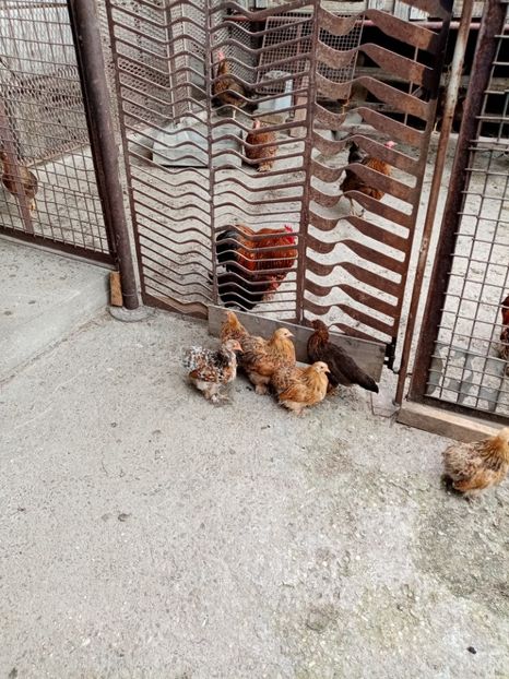  - 09 DE VÂNZARE 2021