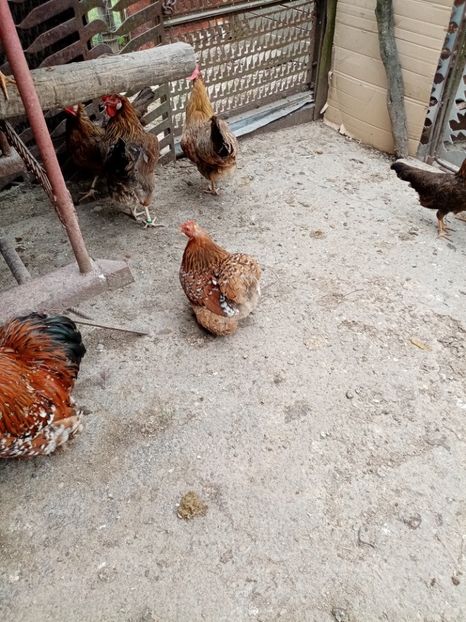  - 09 DE VÂNZARE 2021