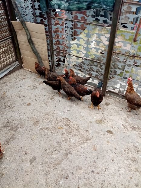  - 09 DE VÂNZARE 2021