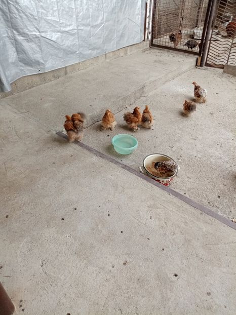  - 09 DE VÂNZARE 2021