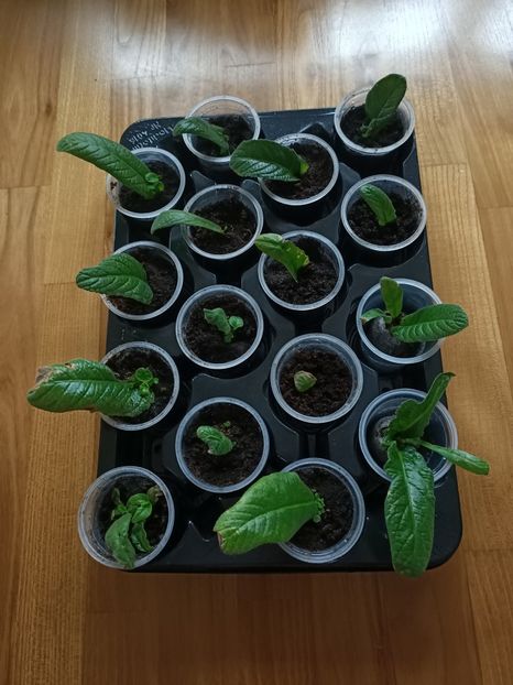 6.07.2021 - Streptocarpus 2021 puișorii