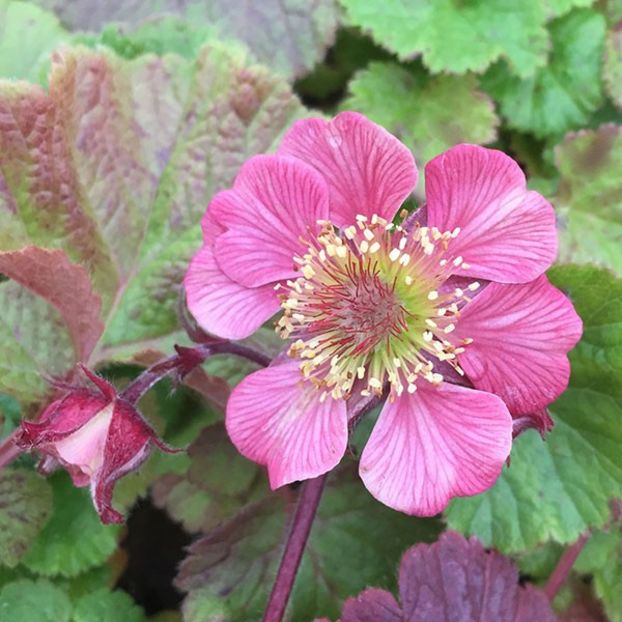 Geum - Tempo Rose - Geum