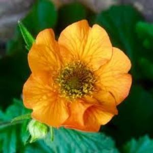 Geum (Avens) \ Nonna - Geum