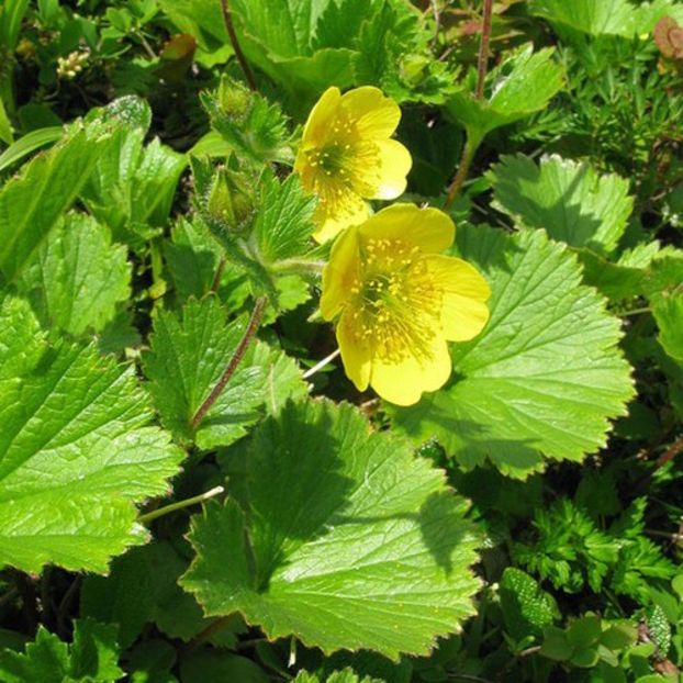 Geum Calthifolium - Geum