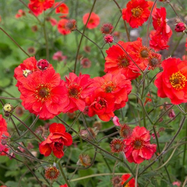 Geum Fiery Tempest - Geum