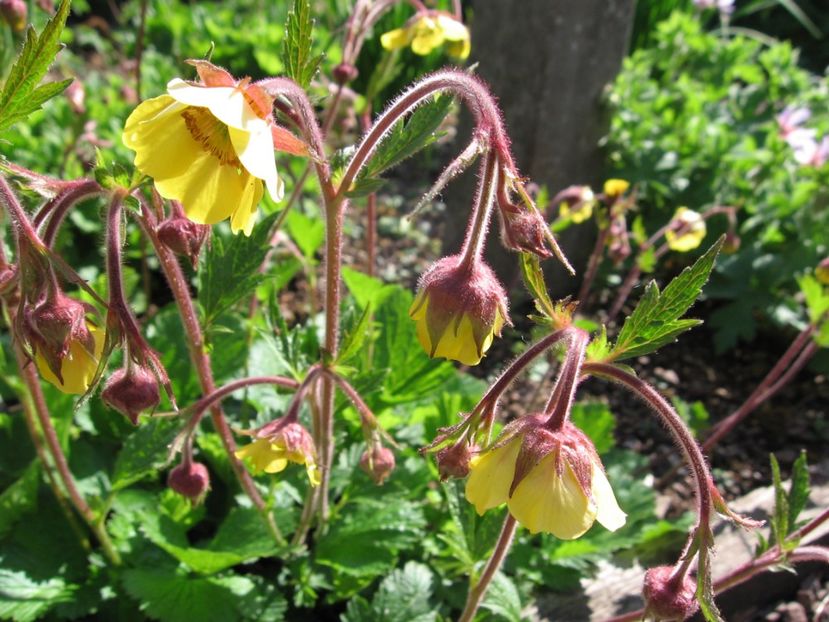 Geum \ Herterton Primrose - Geum