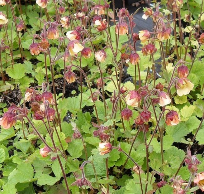 Geum Intermedium - Geum