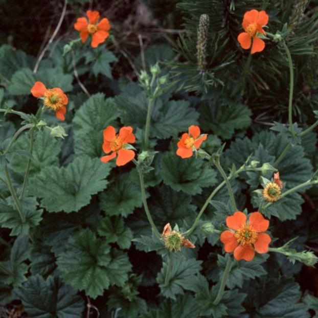 Geum Magellanicum - Geum