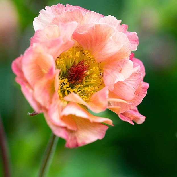 Geum Petticoats Peach  - Geum