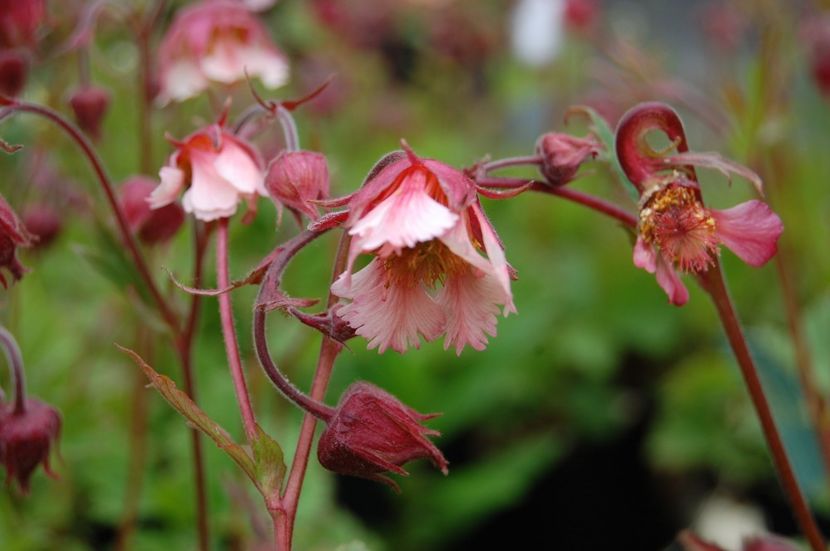 Geum 'Pink Frills' - Geum